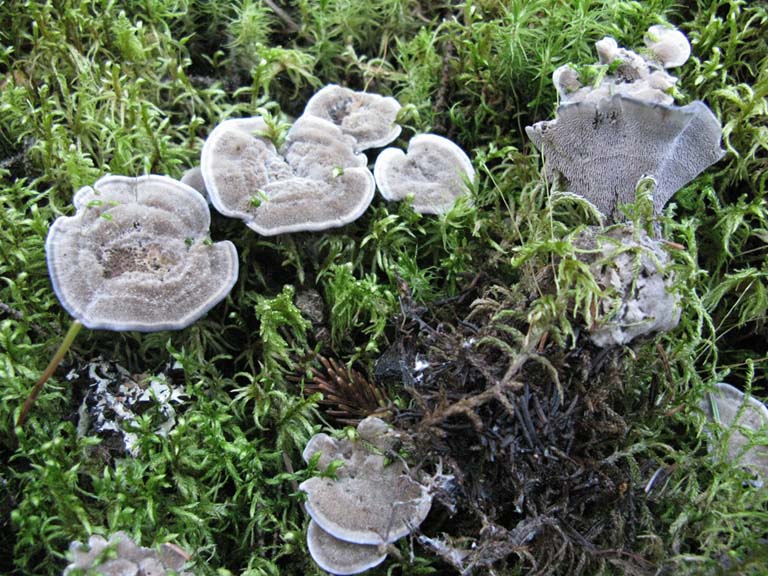 Hydnellum nigellum